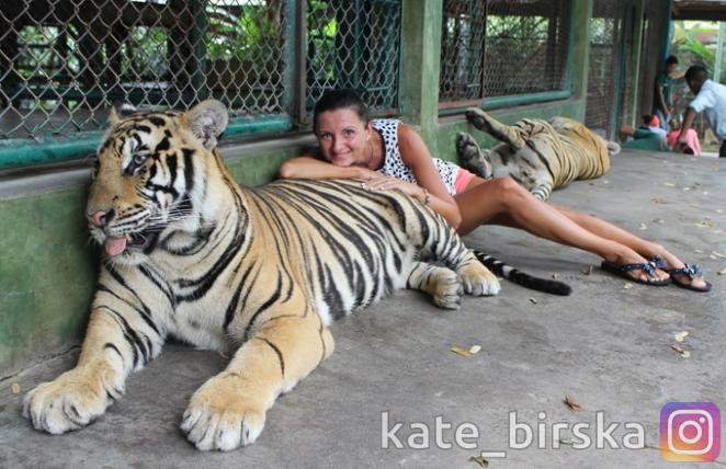 Тигр, Пхукет, Таиланд