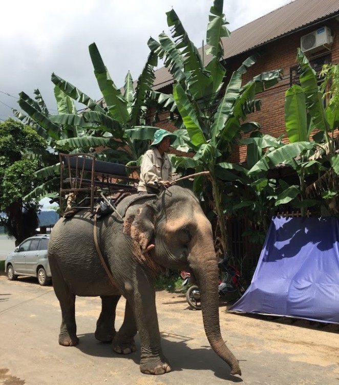 Слоны в Даклаке, Вьетнам