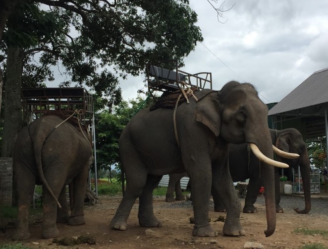 Слоны в Дак Лаке, Вьетнам