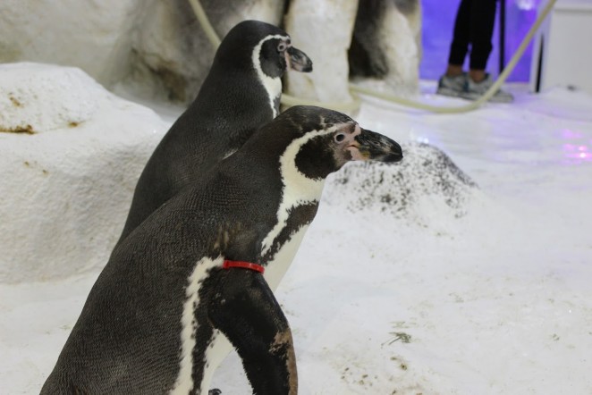 Пингвины в океанариуме Манилы