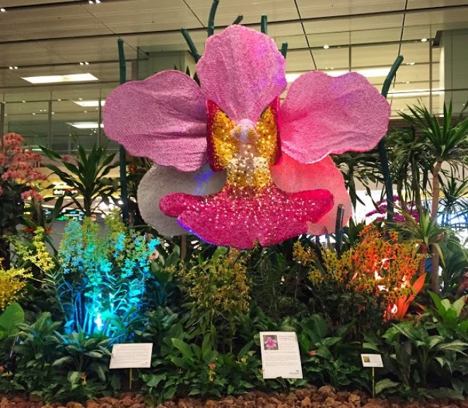 Сад орхидей, аэропорт Чанги, Сингапур