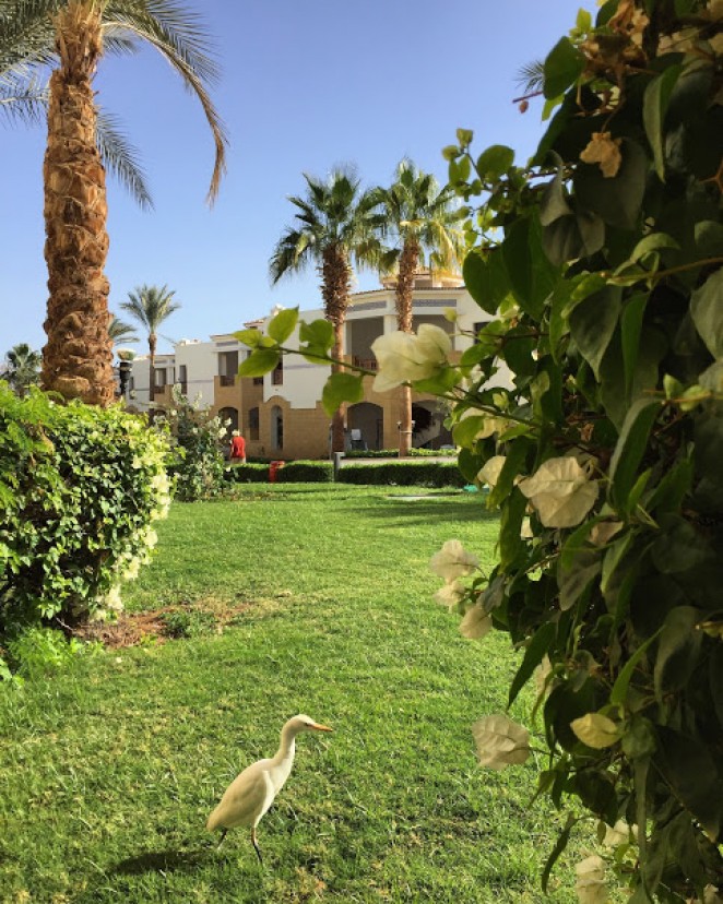 Вид из номера Otium Amphoras Hotel Sharm 5*