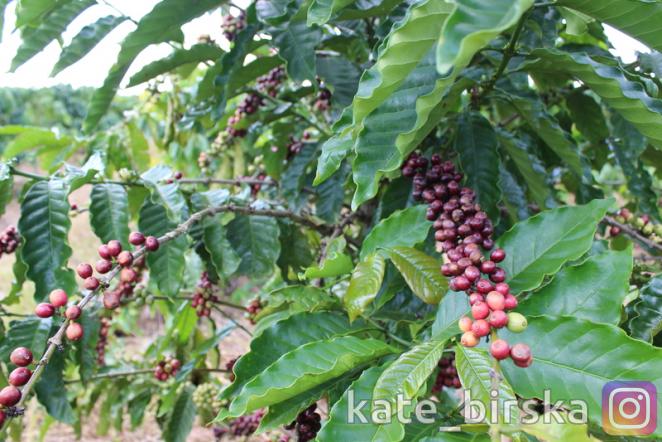 Кофейные плантации Вьетнама
