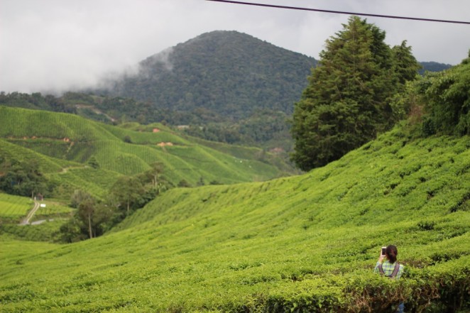 Чайные плантации, Малайзия