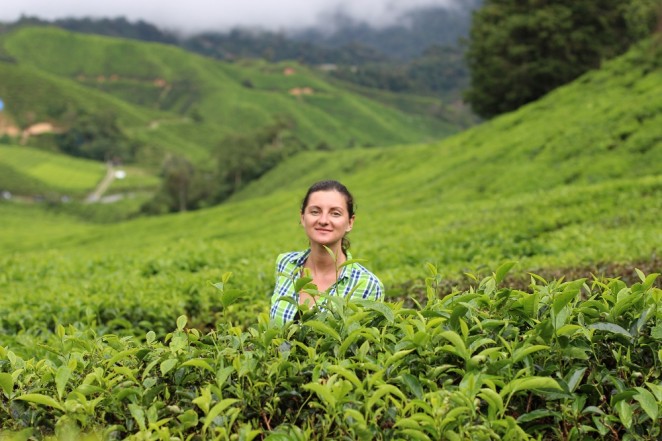Чайные плантации, Малайзия