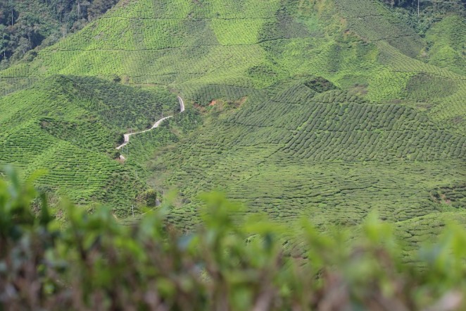чайные плантации, Камерон Хайлендс, Малайзия