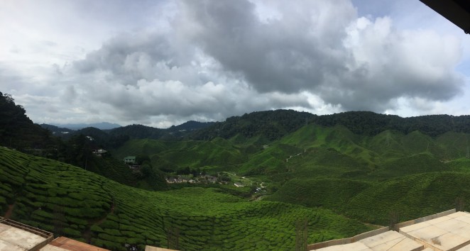 Чайные плантации, Камерон Хайлендс, Малайзия