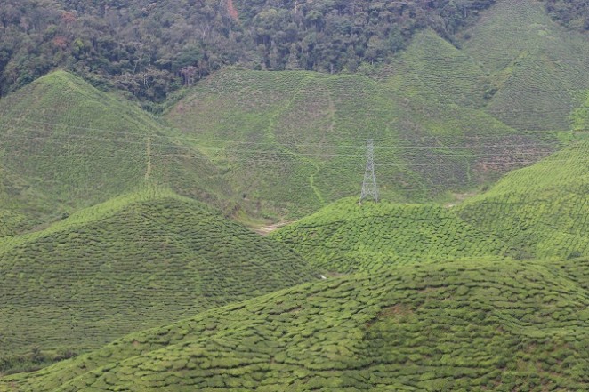 Чайные плантации в Малайзии