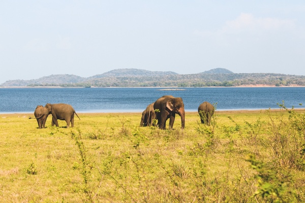 Слоны у озера, Шри Ланка