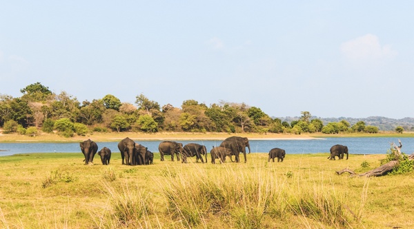 Слоновий питомник, Шри Ланка