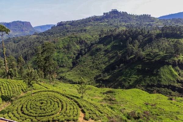 Чайные плантации, Шри-Ланка