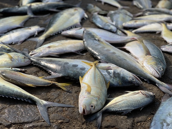 Рыбный рынок, Шри-Ланка