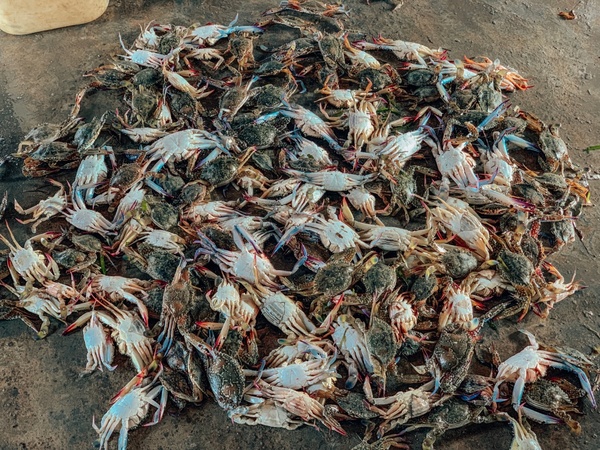 Рыбный рынок в Джафне