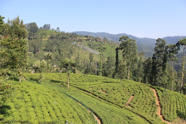 Чайные плантации, Шри-Ланка