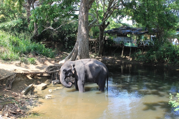 Слоны на Шри Ланке