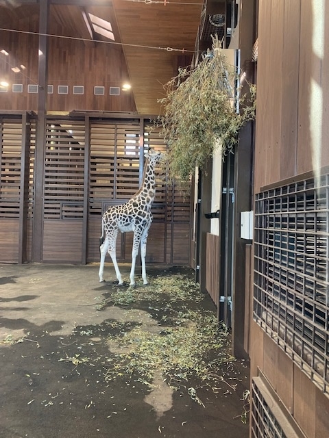 Харьковский зоопарк - жираф