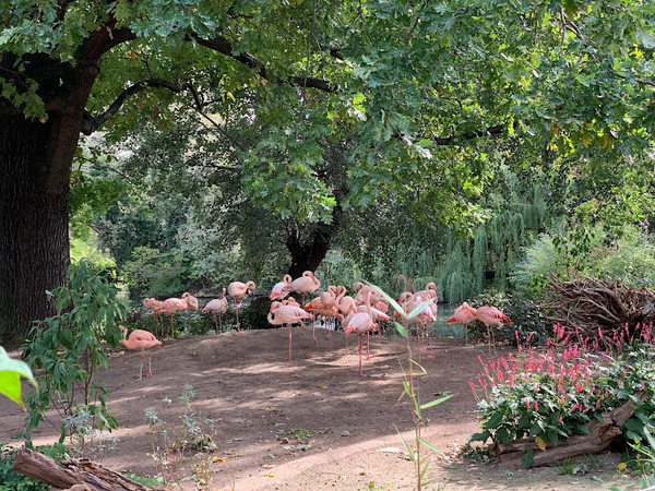 Фламинго. Берлинский зоопарк
