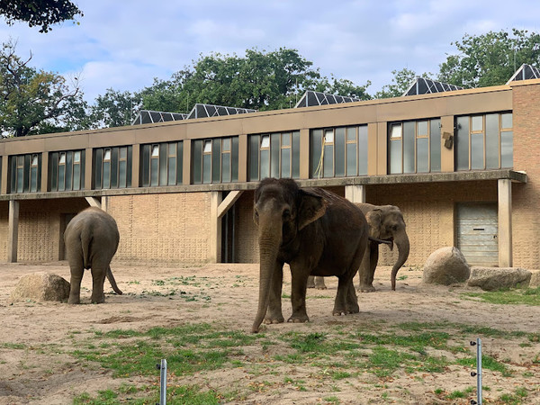 Слоны в Берлинском зоопарке