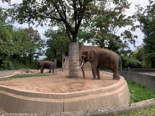 Африканские слоны. Зоопарк Берлина